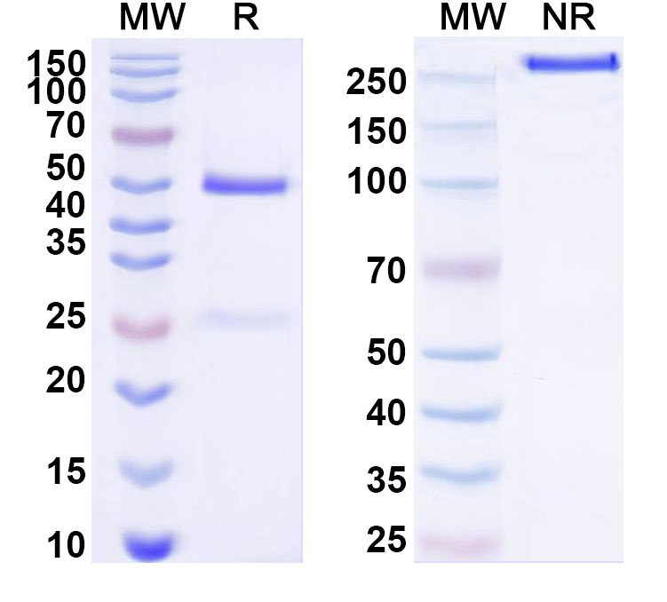SDS-PAGE for Anti-Human CDH6 Antibody (SAA2000)