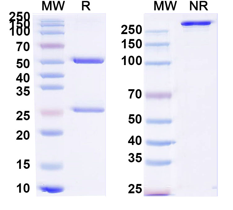 SDS-PAGE for Anti-Human CX43/GJA1 Antibody (SAA0823)