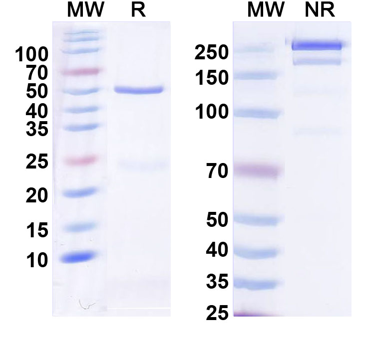 SDS-PAGE for Anti-Human CXCL4/PF4 Antibody (1E12#)