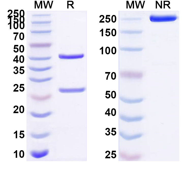SDS-PAGE for Anti-Human DCLK1 Antibody (SAA1505)