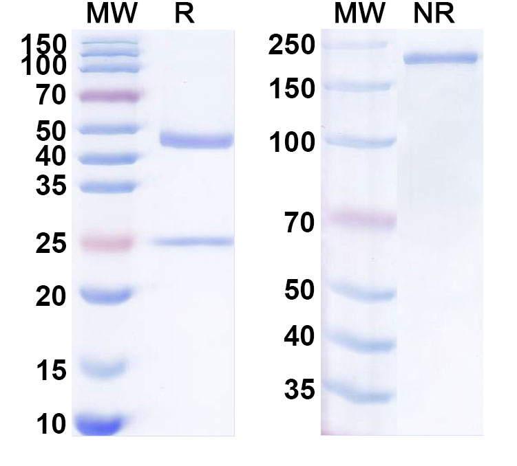 SDS-PAGE for Anti-Human DDX4/Vasa Antibody (SAA1970)