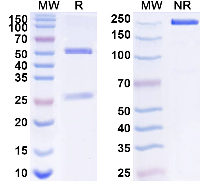 SDS-PAGE for Anti-Human FCER1A Antibody (SAA1531)