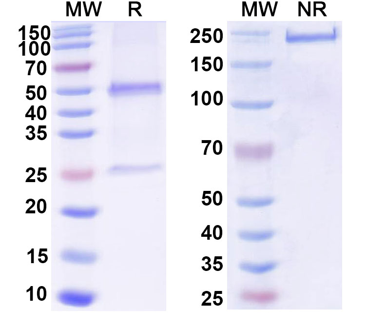 SDS-PAGE for Anti-Human GFAP Antibody (SAA0567)
