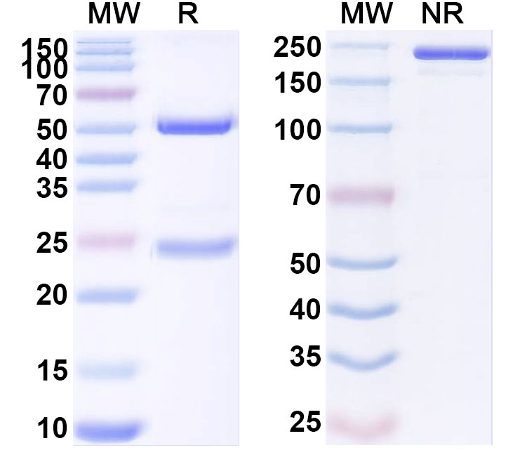 SDS-PAGE for Anti-Human GFRA4 Antibody (SAA1900)