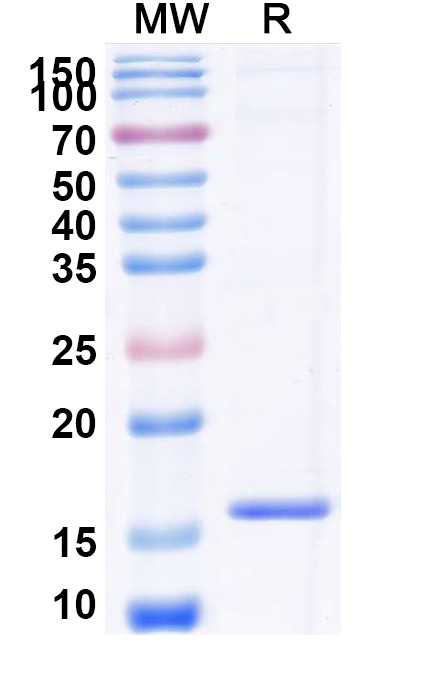 SDS-PAGE for Anti-Human GSN Nanobody (SAA0980)