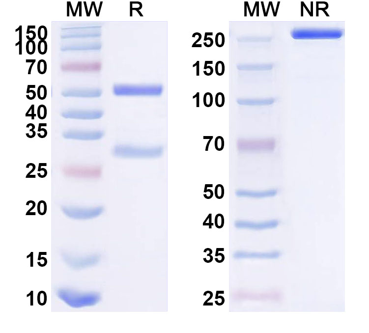 SDS-PAGE for Anti-Human Gal-10/CLC Antibody (1D11)