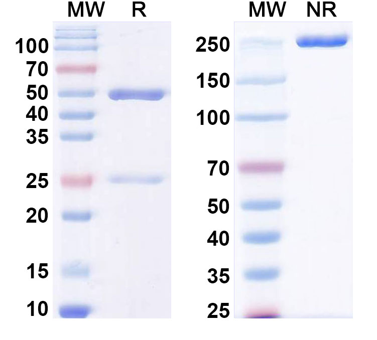 SDS-PAGE for Anti-Human Gal-9/LGALS9 Antibody (G9.2-17)