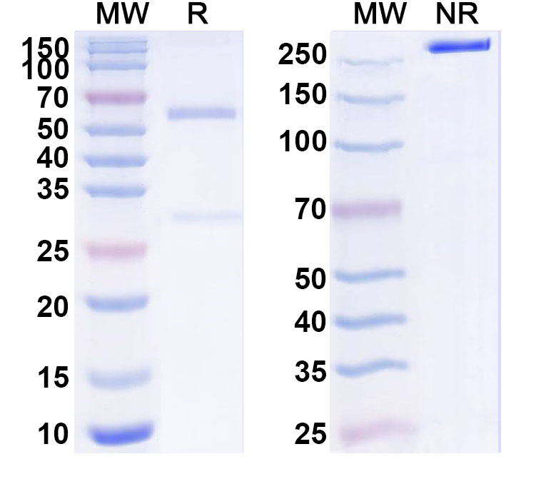 SDS-PAGE for Anti-Human H3K9ac Antibody (SAA0502)