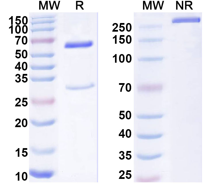 SDS-PAGE for Anti-Human HARS1 Antibody (SAA1815)