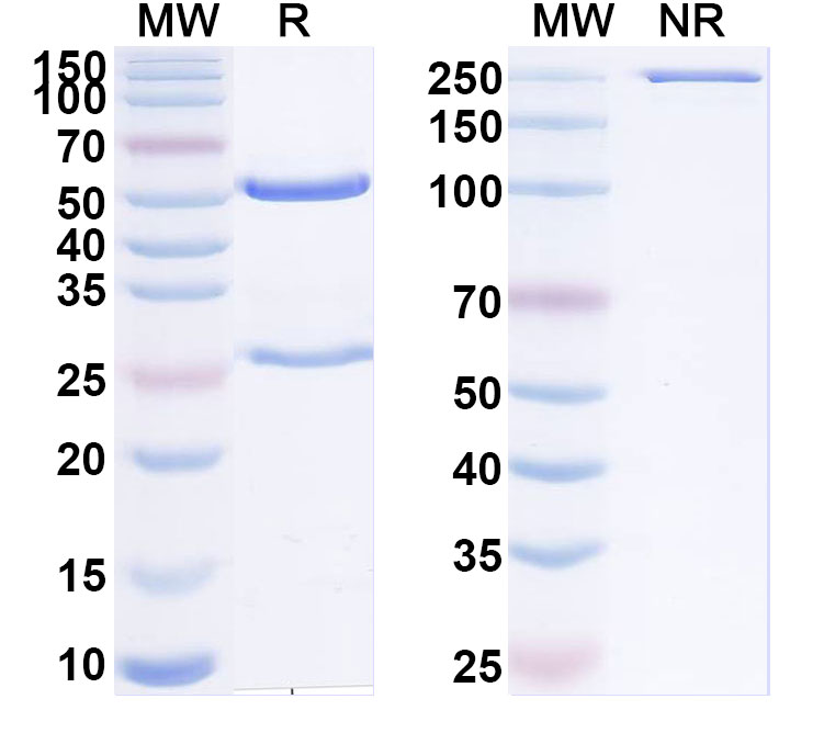 SDS-PAGE for Anti-Human HLA-DRA/DRB4 Antibody (scFv-7BA)