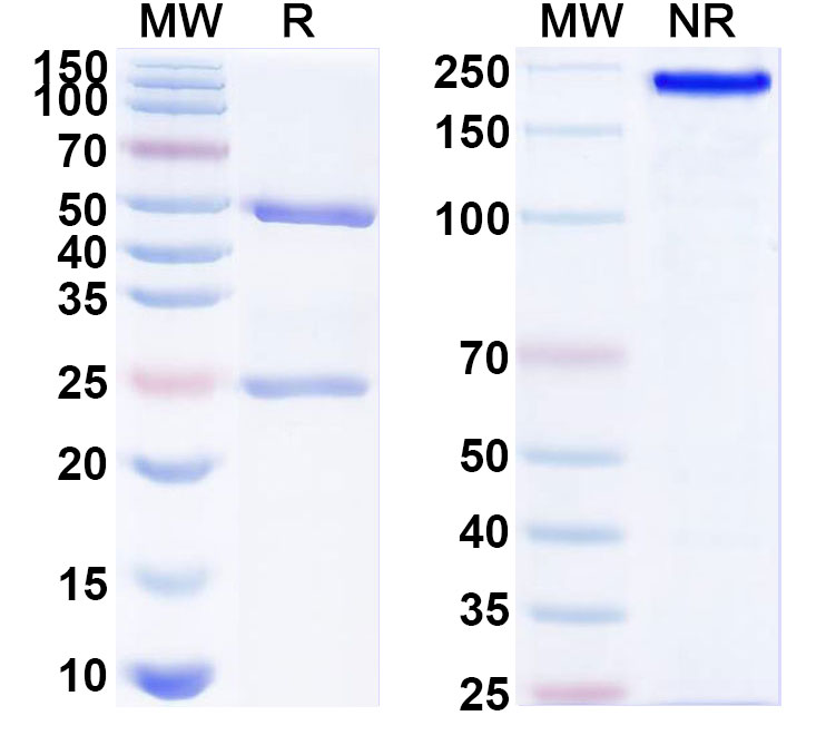 SDS-PAGE for Anti-Human HLA-G Antibody (37272#)