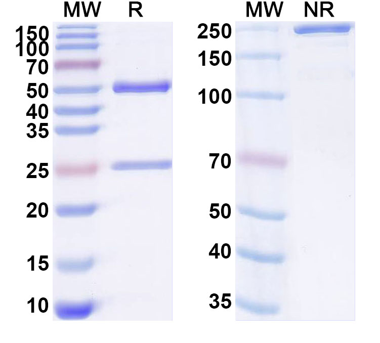 SDS-PAGE for Anti-Human HLA-G Antibody (38386#)
