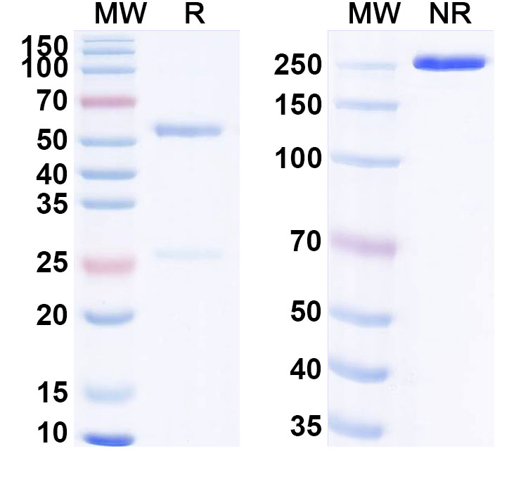 SDS-PAGE for Anti-Human HMGB1 Antibody (SAA0503)