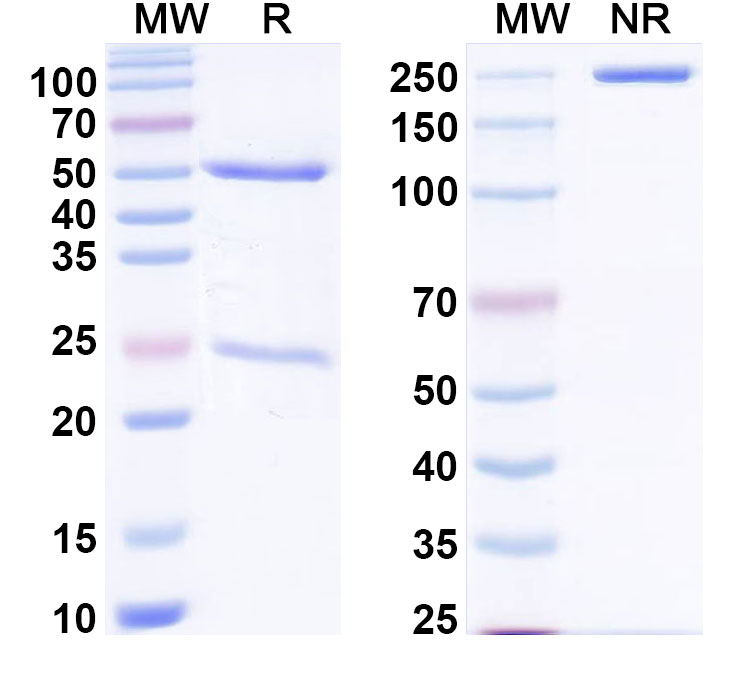 SDS-PAGE for Anti-Human HRAS Antibody (Y13-259)