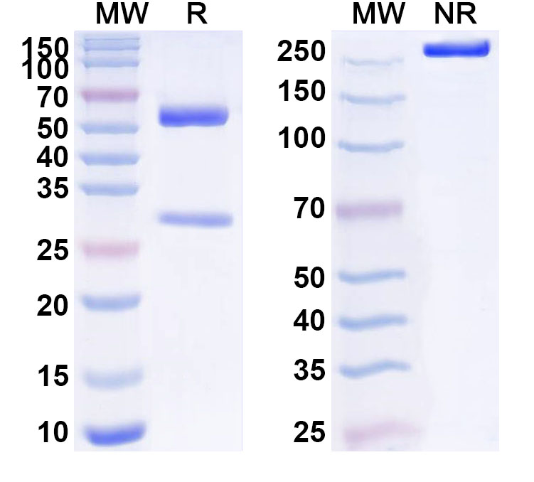 SDS-PAGE for Anti-Human Histone H3 trimethyl Lys27 (H3K27me3) Antibody (2E12#)