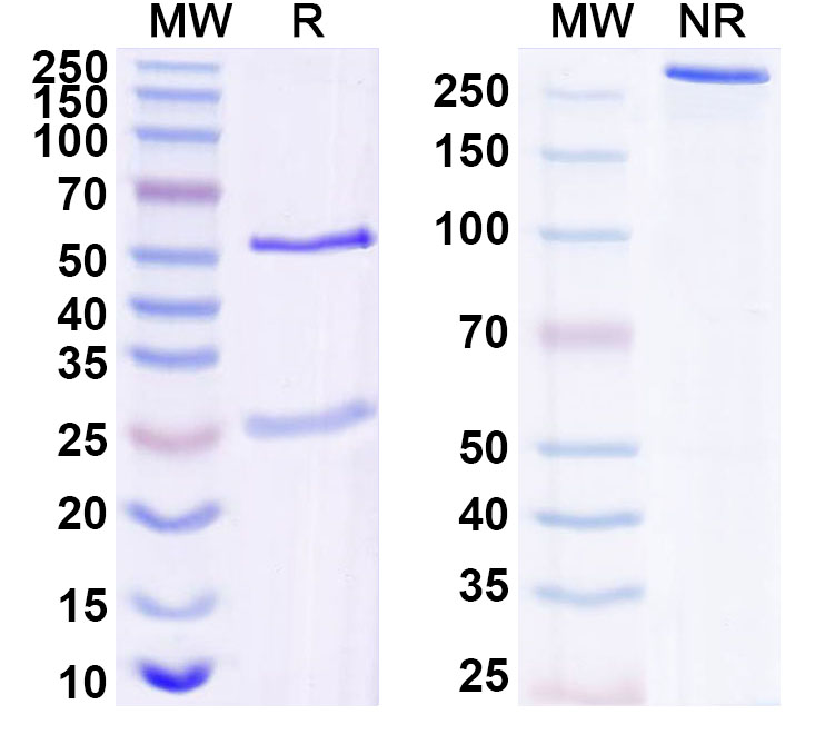SDS-PAGE for Anti-Human IL17C Antibody (mab#1)