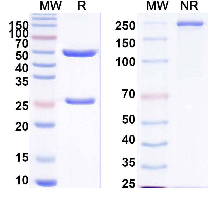 SDS-PAGE for Anti-Human INS/Insulin Antibody (SAA0558)