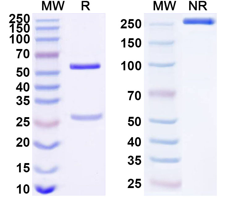 SDS-PAGE for Anti-Human KEAP1 Antibody (SAA1674)