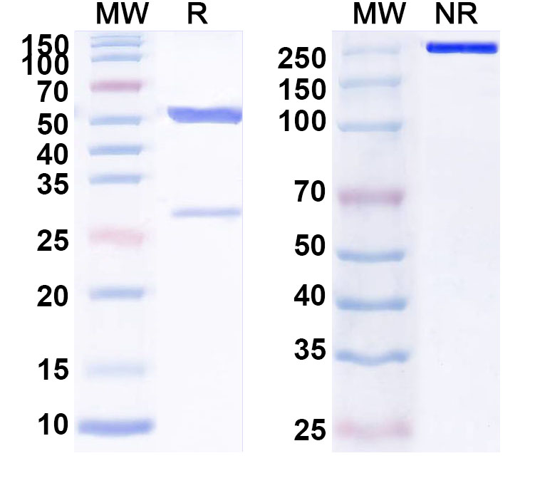 SDS-PAGE for Anti-Human MICA/B Antibody (20C6)