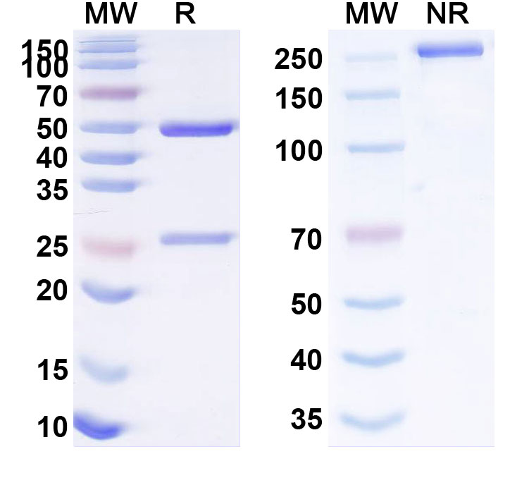 SDS-PAGE for Anti-Human MSH6 IP Antibody (SAA0212)