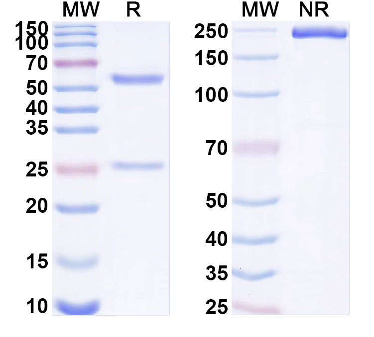 SDS-PAGE for Anti-Human NTAN1/PNAd Antibody (SAA1874)