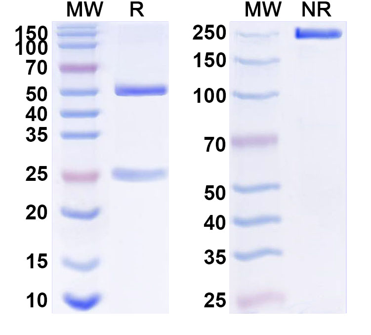 SDS-PAGE for Anti-Human PGLYRP1 Antibody (SAA1529)
