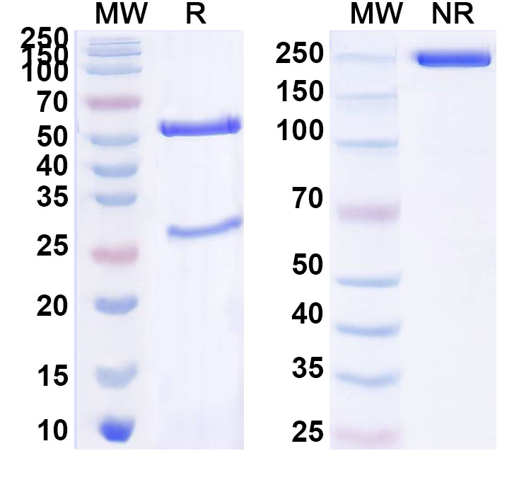 SDS-PAGE for Anti-Human PMEL17/ME20M Antibody (17A9)