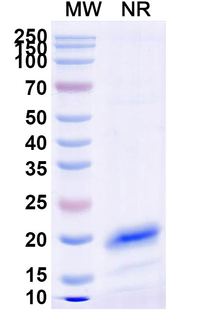 SDS-PAGE for Anti-Human RHOB Nanobody (SAA0880)