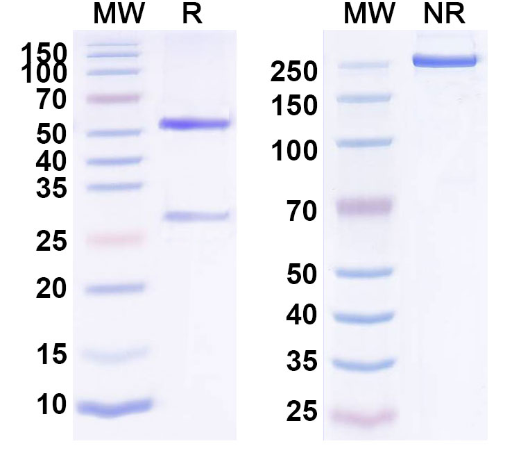 SDS-PAGE for Anti-Human RIOX1/C14ORF169 IP Antibody (SAA0194)