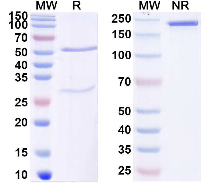 SDS-PAGE for Anti-Human SLC16A3/MCT4 Antibody (SAA1948)