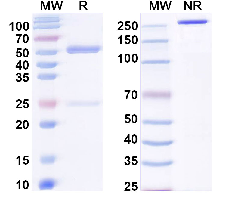 SDS-PAGE for Anti-Human SLC6A4/SERT Antibody (8B6)