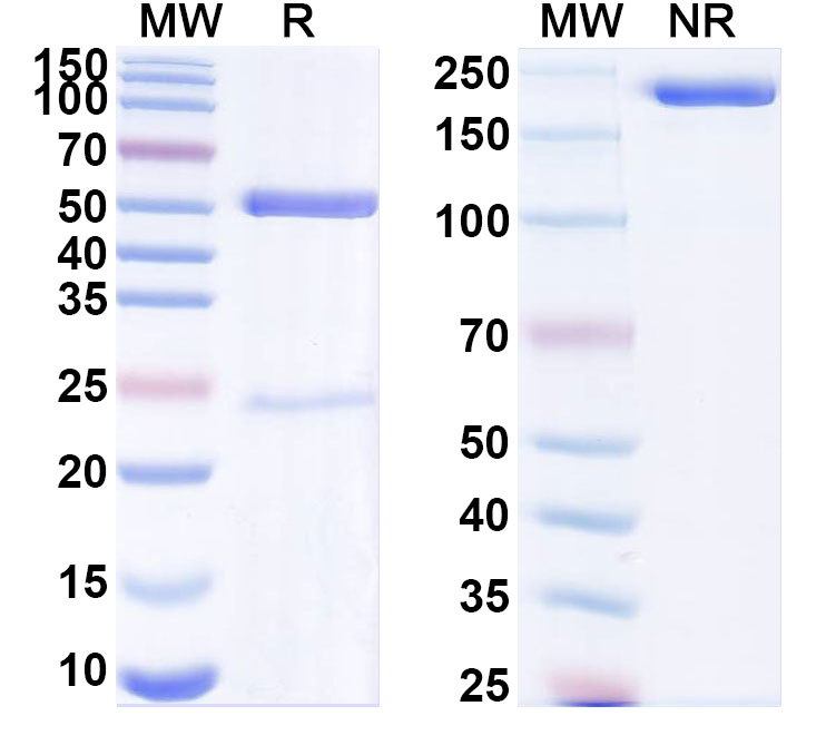 SDS-PAGE for Anti-Human SPARC/Osteonectin Antibody (SAA1953)