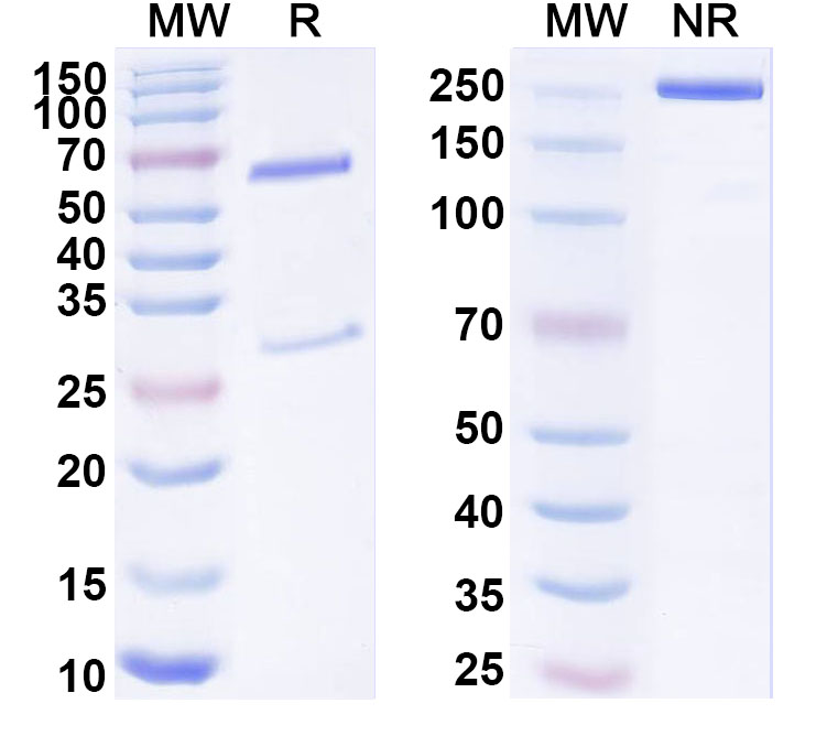 SDS-PAGE for Anti-Human TSLPR/CRLF2 Antibody (13H5)