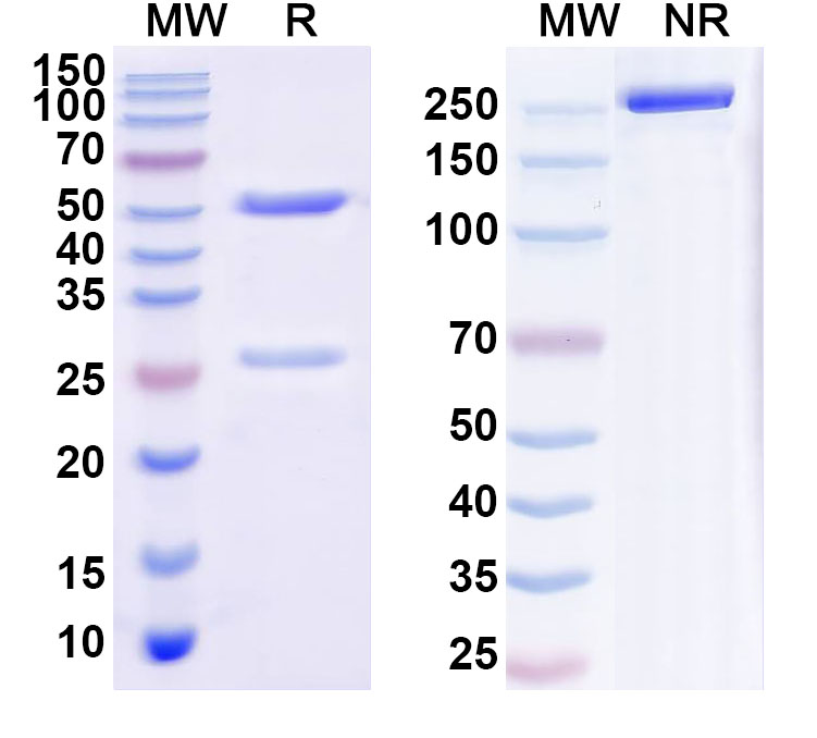 SDS-PAGE for Anti-Human ZBTB24 Antibody (C246)