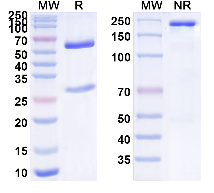 SDS-PAGE for Anti-Human hCG/CGB Antibody (SAA1464)