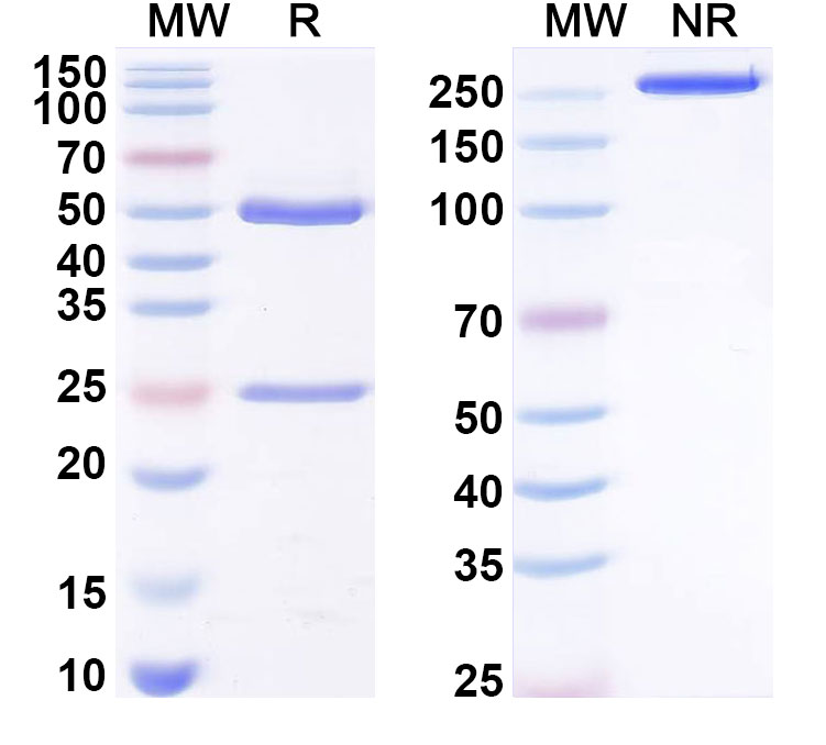 SDS-PAGE for Anti-Human oxLDL Antibody (SAA0553)