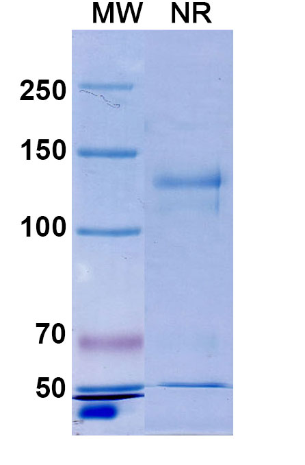 SDS-PAGE for Anti-Hypusine antibody (Hpu24)