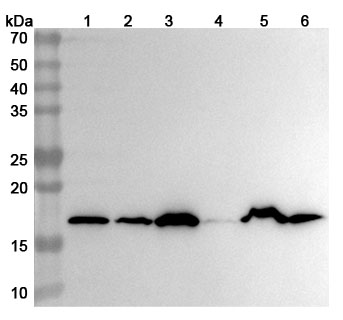 Western blot for Anti-Hypusine antibody (Hpu24)