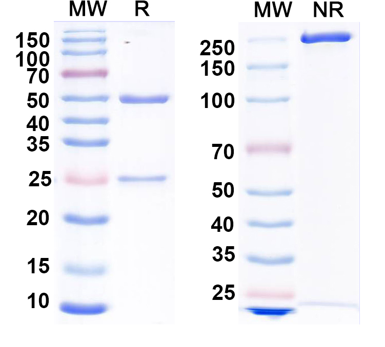 SDS-PAGE for Anti-Influenza A virus NP/Nucleoprotein Antibody (SAA0411)