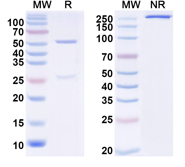 SDS-PAGE for Anti-JIP-2/IB-2 Antibody (N135/13)