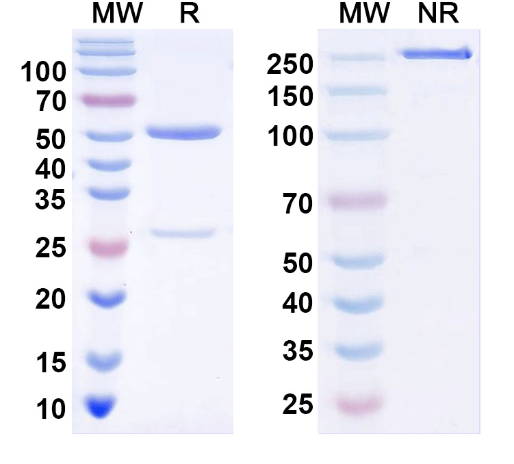 SDS-PAGE for Anti-KChIP4 K+ channel Antibody (N423/75)