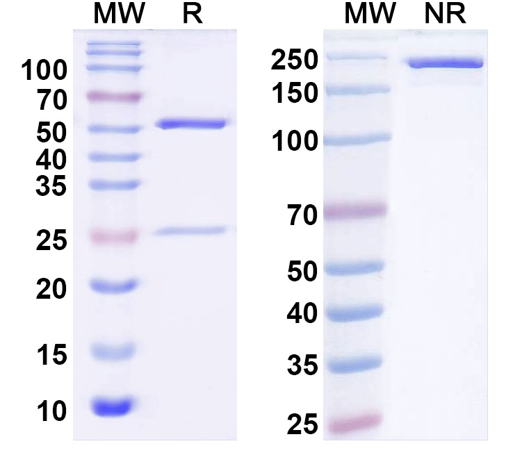 SDS-PAGE for Anti-Kir2.2 K+ channel Antibody (N124B/23)