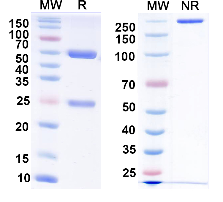 SDS-PAGE for Anti-Kir2.4 K+ channel Antibody (N465/11)