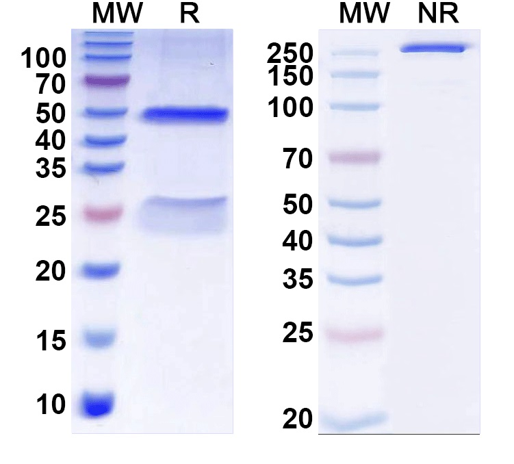 SDS-PAGE for Anti-Kir6.2 K+ channel Antibody (N363/58)