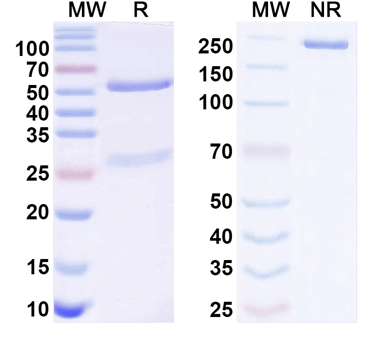 SDS-PAGE for Anti-Kv3.4 K+ channel Antibody (N72/11)