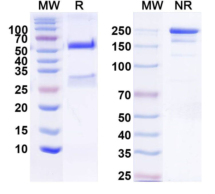 SDS-PAGE for Anti-Kv4.2 K+ channel Antibody (K53/33)