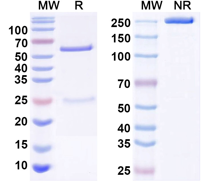 SDS-PAGE for Anti-Kvbeta1.2 K+ channel Antibody (K47/40)