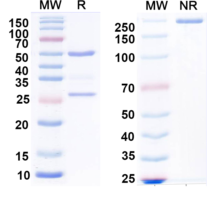 SDS-PAGE for Anti-LASV GPC Antibody (37.7F)