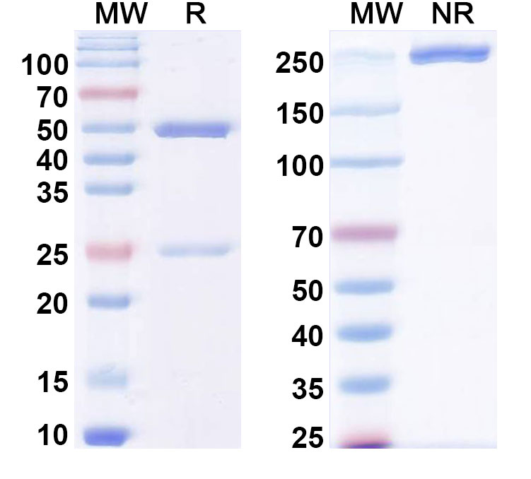 SDS-PAGE for Anti-LPS/Lipopolysaccharide Antibody (SAA0586)