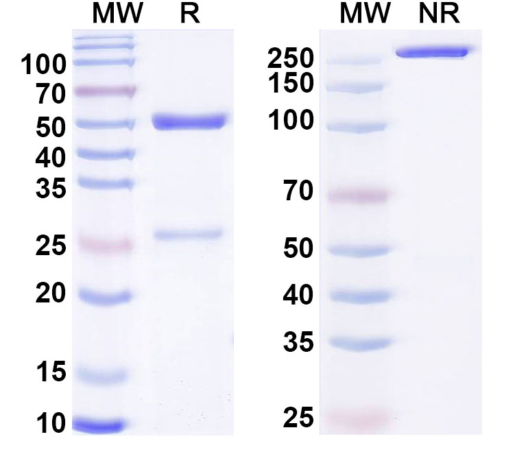 SDS-PAGE for Anti-LPS/Lipopolysaccharide Antibody (SAA0592)